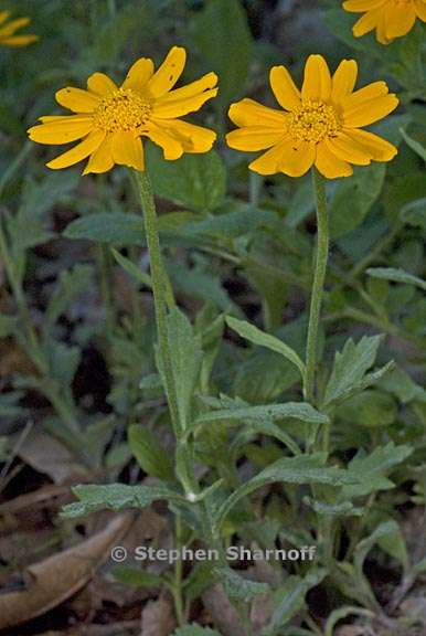 eriophyllum lanatum var grandiflorum 3 graphic